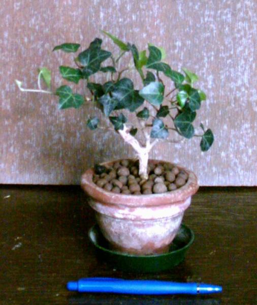 Hedera Helix Bonsai